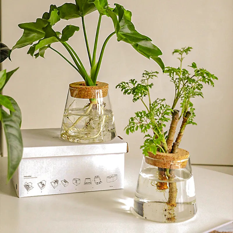 Hydroponic Propagation │ EDICIÓN LIMITADA PREMIUM