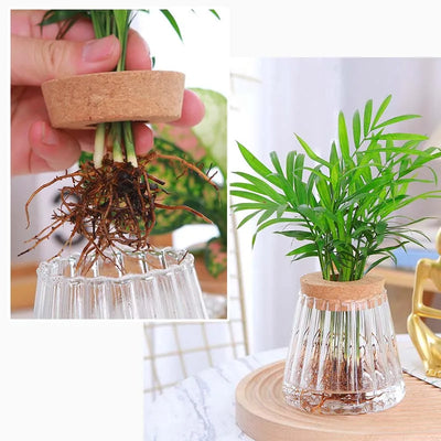 Hydroponic Propagation │ EDICIÓN LIMITADA PREMIUM