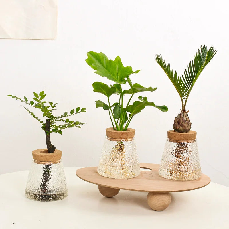 Hydroponic Propagation │ EDICIÓN LIMITADA PREMIUM