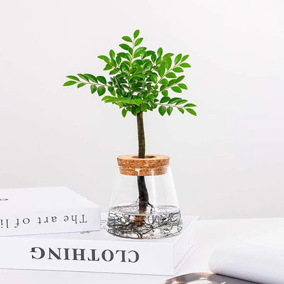 Hydroponic Propagation │ EDICIÓN LIMITADA PREMIUM