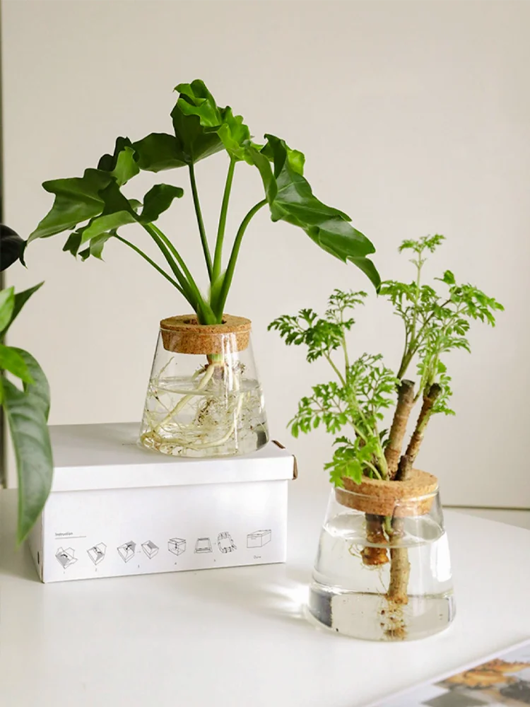 Hydroponic Propagation │ EDICIÓN LIMITADA PREMIUM