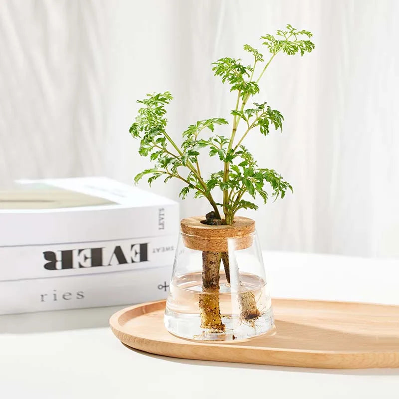 Hydroponic Propagation │ EDICIÓN LIMITADA PREMIUM