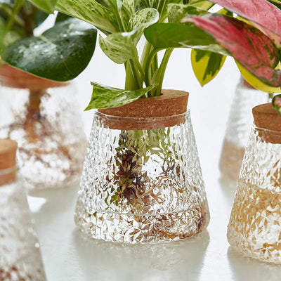 Hydroponic Propagation │ EDICIÓN LIMITADA PREMIUM