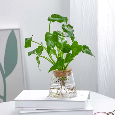 Hydroponic Propagation │ EDICIÓN LIMITADA PREMIUM